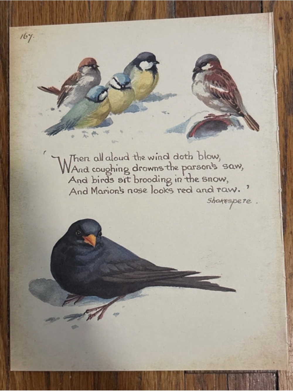 Vintage Bird Illustration Print - Black, Yellow, Blue & Brown 1977